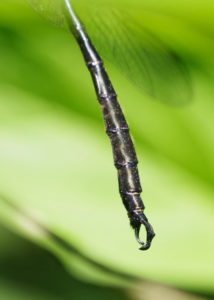 Emerald Hines Dragonfly clasper