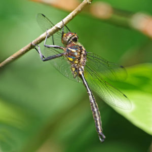Emerald Hines Dragonfly