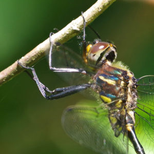 Emerald Hines Dragonfly close up