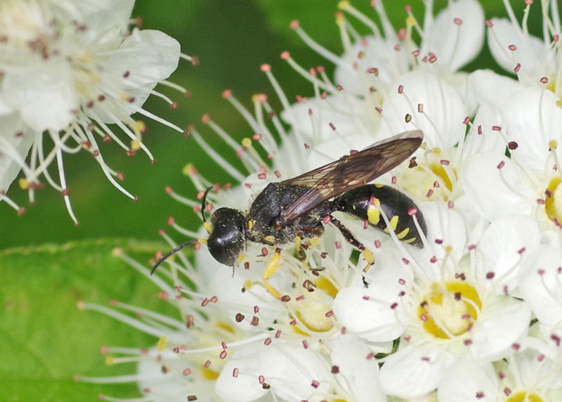 Square-Headed Wasp