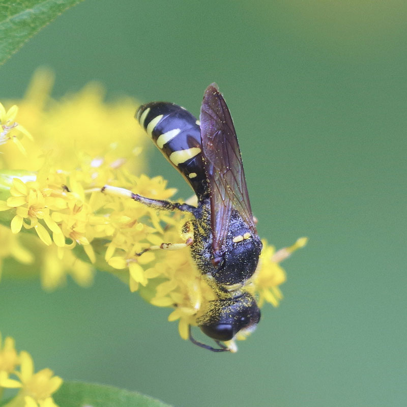Great Golden Digger Wasp (Family Sphecidae) – Field Station