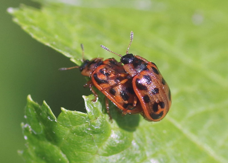 Maine Leaf Beetle