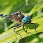 racket-tailed emerald dragonfly