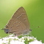 Banded Hairstreak butterfly