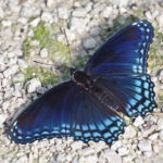 red-spotted purple butterfly