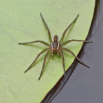 Spotted Fishing Spider