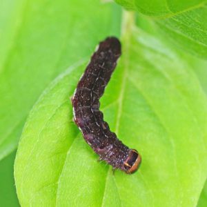 caterpillar of the Straight-toothed sallow moth