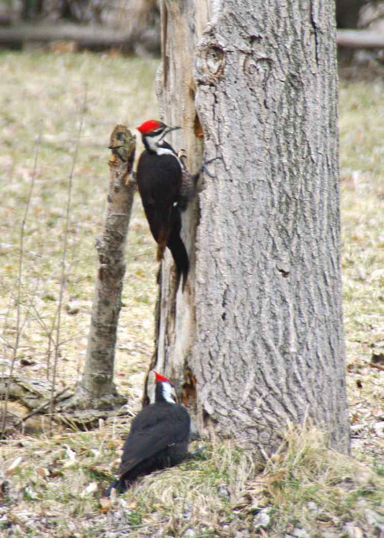 And Now for Something a Little Different X — Pileated Woodpeckers