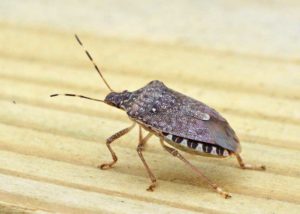 Brown-Marmorated Stink Bug