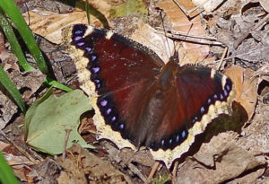mourning cloak butterfly