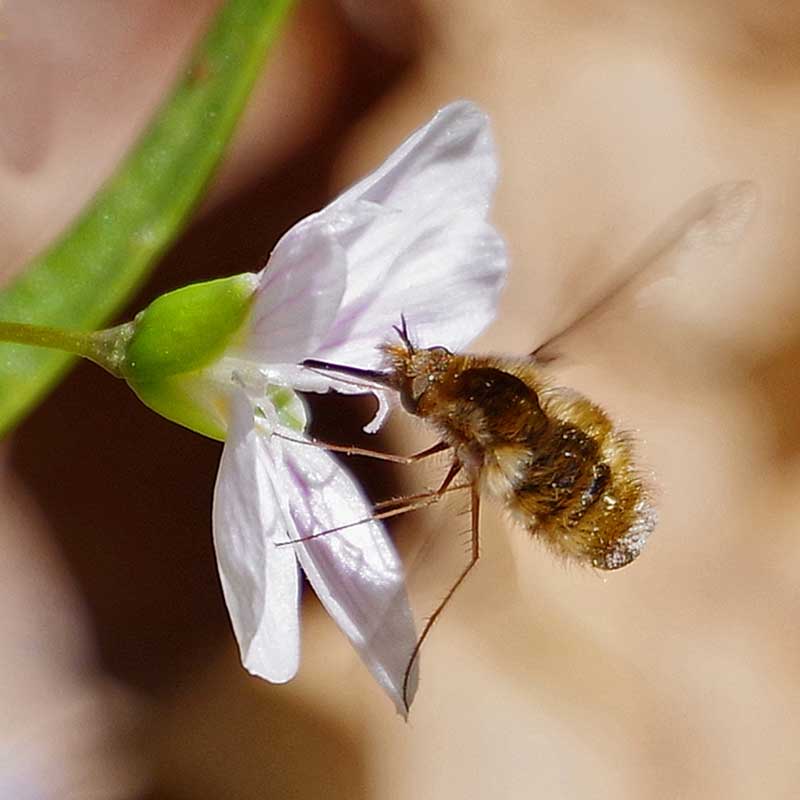 Bombylius Bee Fly