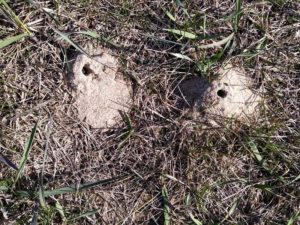 cellophane bee holes in the ground