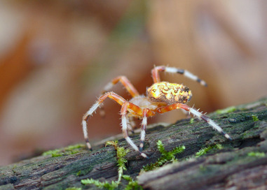 Big Orbweaver Spiders Revisited