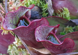 And Now for Something a Little Different XI – Pitcher Plants