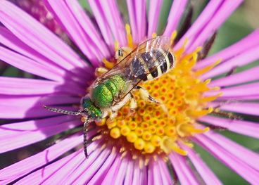 Bi-colored Striped Sweat Bee
