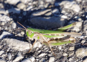 Slant-faced Pasture Grasshopper
