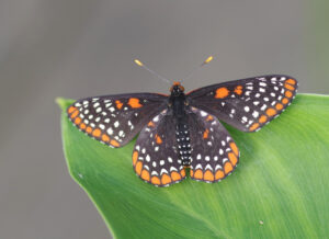 Baltimore Butterflies