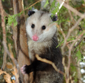 The Elegant Opossum
