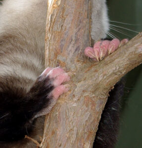 The Elegant Opossum Feet