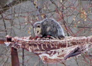 The Elegant Opossum Ribcage