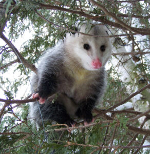 The Elegant Opossum