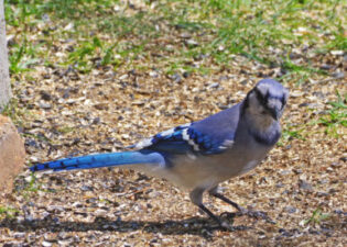 And Now for Something a Little Different XIII – Blue Jay