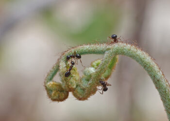 Ants in My Plants Rerun