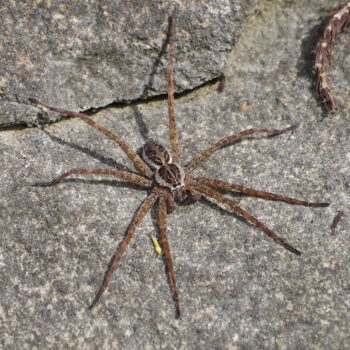Striped Fishing Spider