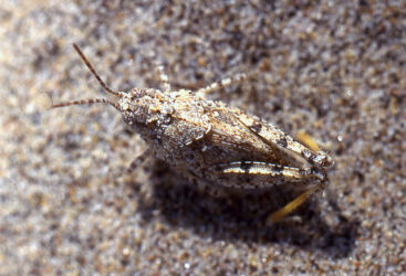 Seaside Locust