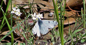Olympia Marble Butterfly