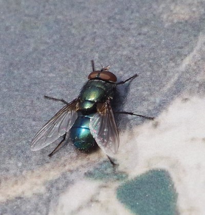 Black Blow fly