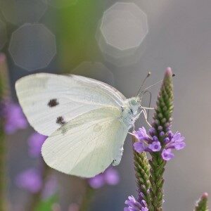 Cabbage White Butterfly  College of Agricultural Sciences
