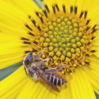 Leafcutter Bees – Pollinators Extraordinaire