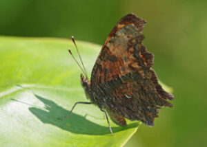 Gray Comma Butterfly – the Other Comma