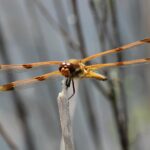 Painted Skimmer Dragonflies