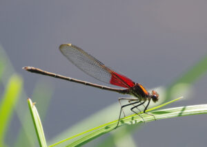 Early Summer Scenes – The Dragonflies