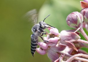 Cuckoo Leafcutter Bee