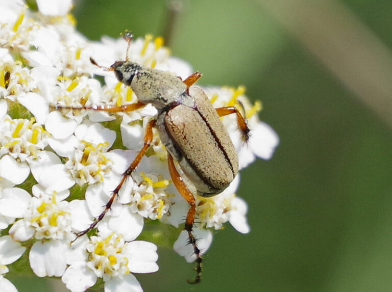 Rose Chafer Beetle – Field Station
