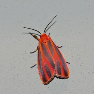 Red moth with full wings.