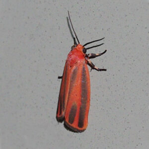 Red moth on side angle.