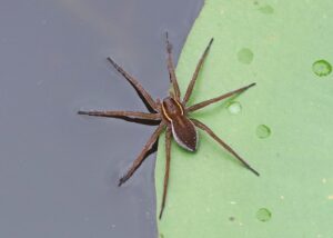 Spider on water lily leaf.