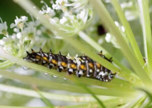 Caterpillar on plant.
