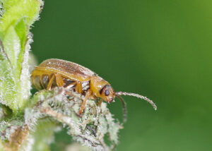 Beetle on a stem.