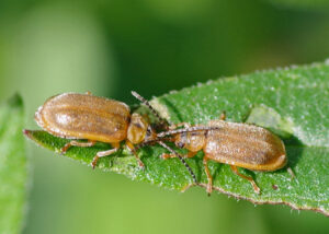 Two beetles on a leaf.