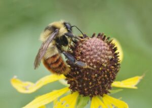 Cuckoo Bumble Bees: What We Can Learn From Their Cheating Ways (If
