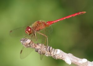 Male dragonfly on a branch.