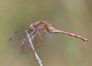 Female dragonfly on a branch.