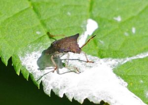 stink bug on a leaf