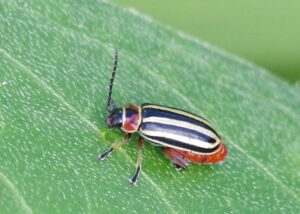 Flea beetle with a large hind leg.