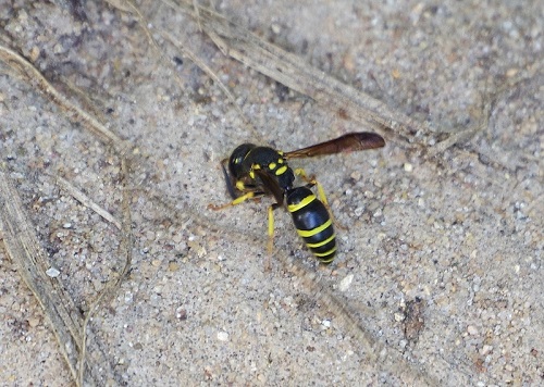 Bramble Mason Wasp